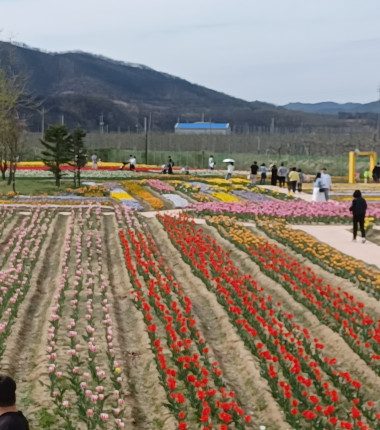 2026 안동포타운 봄 튜울립 축제